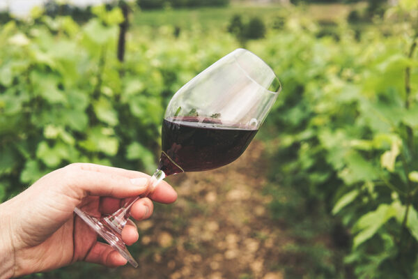 Dégustation des vins : Clemara