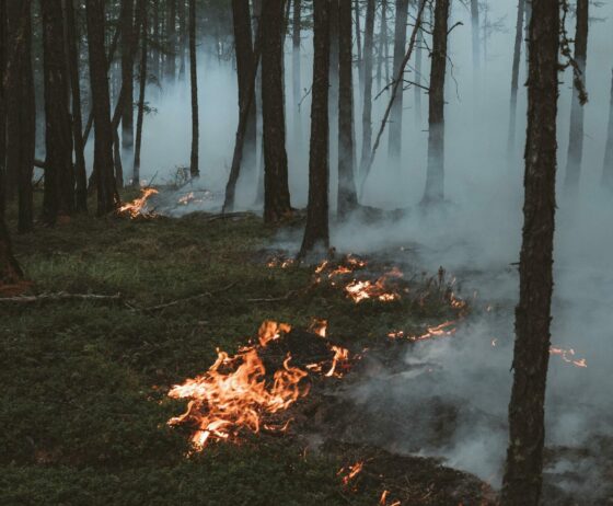 Appel à la vigilance : Feux de forêts et à la végétation