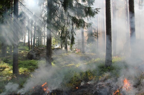 Vigilance très sévère – Feux de forêt